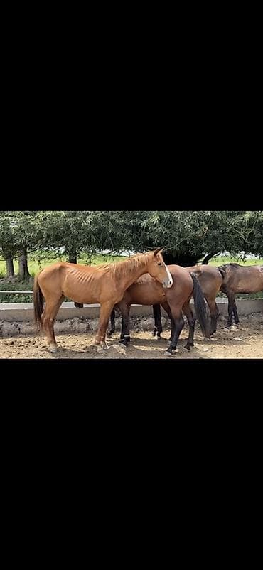 Животные: Продаю | Кобыла (самка) | Для разведения | Племенные — 2