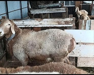 немецкая овчарка каракол: Продаю | Баран (самец) | Арашан | Для разведения | Осеменитель — 2