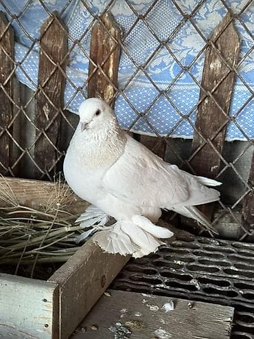 клетка бодоно: Породистый голубь декоративного направления. - Окрас: светло-серый — 7