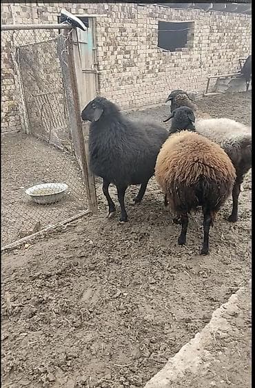 маленький кролик: Продаю | Овца (самка) | Для разведения | Матка — 4