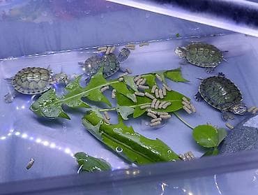 черепашки маленькие купить: Молодые красноухие черепашки (Trachemys scripta elegans), 150 за шт. в — 7