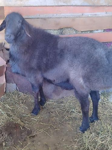 Аквариумы: Продаю | Баран (самец) | Для разведения — 1