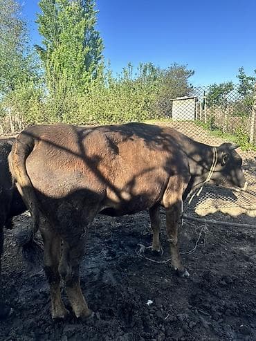 продаю дровилка: Продаю | Корова (самка), Тёлка | Для разведения | Искусственник, Привязанные — 8