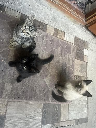 🐾 Отдам котят в добрые и заботливые руки! 🏡❤️ Очаровательные котята — 9