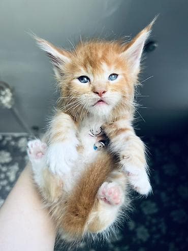 🐾 Продаются котята породы мейн-кун 🐾 Крупные, ласковые и очень — 9