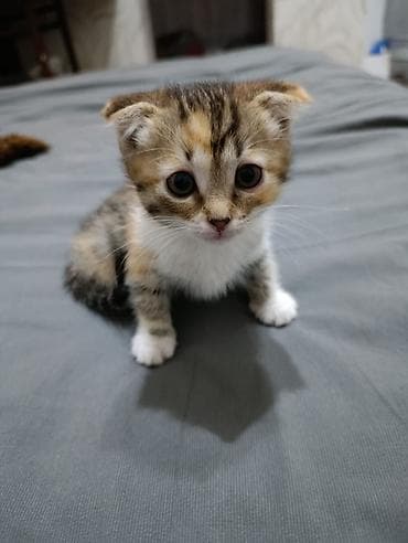 цена вислоухих котят: Котята трёхцветной окраски. 2 девочки - Уже самостоятельно едят и — 1