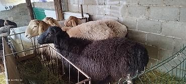 Индюки: Продаю | Баран (самец) | Арашан | На забой, Для разведения | Матка — 2