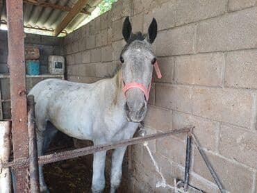 собака домик: Продаю | Конь (самец) — 5