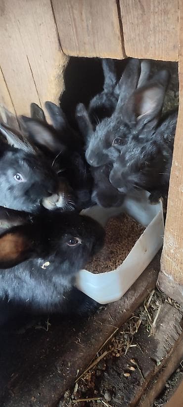 отходы для животных: Продаю | Крольчата | Для разведения — 2