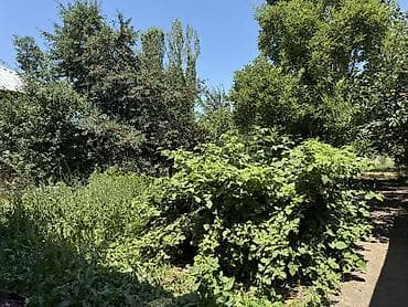 купить пасеку: Срочно Продаю дом под бизнес 6 соток по документам фактически 8 соток — 4