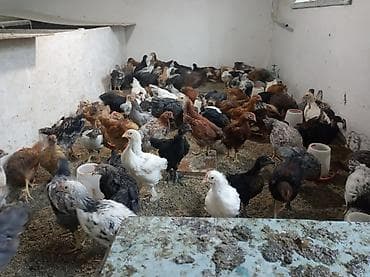 корм для кур цена: Продаю | Куры | Домашняя | Для разведения — 4