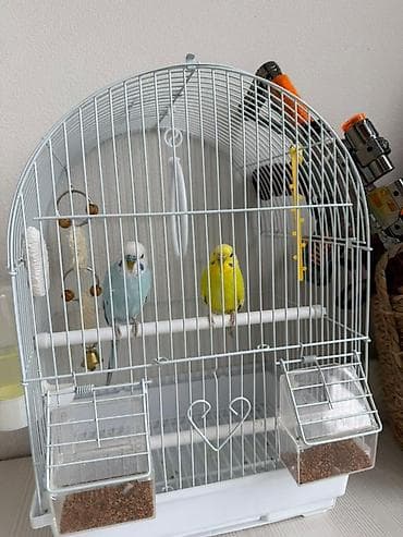 утки с утятами: Продаю попугая — 3