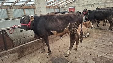 собаки балыкчы: Продаю | Бык (самец), Тёлка | Алатауская, Швицкая, Симментальская | На откорм, Для разведения | Племенные, Осеменитель, Не стельные — 10