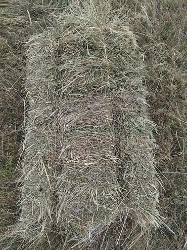 Сено в тюках (прямоугольные кипы). - Заготовлено на поле, прессовано at lalafo.kg Сено в тюках (прямоугольные кипы). - Заготовлено на поле, прессовано