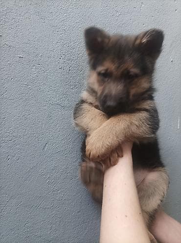 обезьяна домашняя купить: Щенки немецкой овчарки 01.01.26 мальчик и девочка - Порода: немецкая — 5