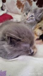 кошка город ош: Котята в добрые и ответственые руки. Кушают домашнюю еду. Кашку — 10