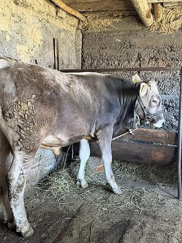 зоомагазин бишкек с животными: Продаю | Бык (самец) | Привязанные — 5