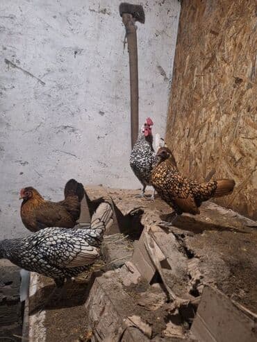 гнездовой домик для волнистых попугаев: Продам пару сибрайт — 2