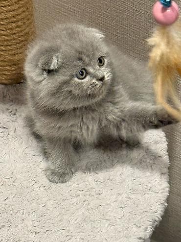 кошка рыжая: Шотландские вислоухие котята! Продажа! Очаровательные мальчики и — 2