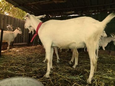 срочно продаю в связи с переездом: Сатам | Эчки (ургаачы) — 28