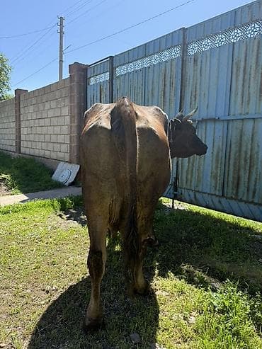 корова с теленкам: Продаю | Корова (самка) | Для молока | Привязанные — 1