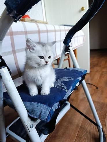 шотландская кошка прямоухая: Британская короткошёрстная, 1 месяц, Мальчик, Серебристая шиншилла, Проглистована — 2
