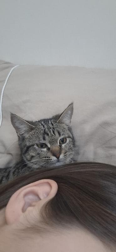 все для кошки: 8 месяцев, Мальчик, Приучена к лотку, Проглистована — 7