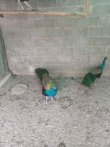 яйца павлина: Продаю взрослых индийских павлинов ❗ — 2