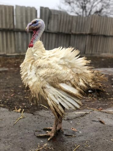 пахлава бишкек цена: Продаются индюки биг 6, вес от 15-20 Халал за 1кг 600сом — 4