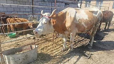 где можно купить кошку в бишкеке: Продаю | Корова (самка) | Для разведения — 1