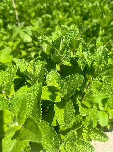 хлорофилл в бишкеке: Мята сатылат 1 кг 500с
Город Жалал-Абад 
Тел — 4