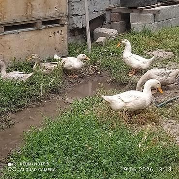 Животные: Утки домашние, больше 2 месяца - Порода: легкий мясо‑яичный тип — 5