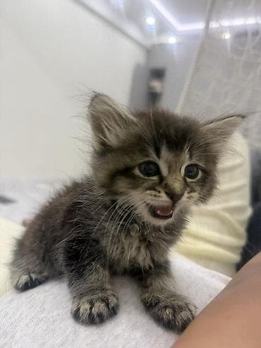 scottish fold: Сибирская, 1 месяц, Мальчик, Приучена к лотку — 2