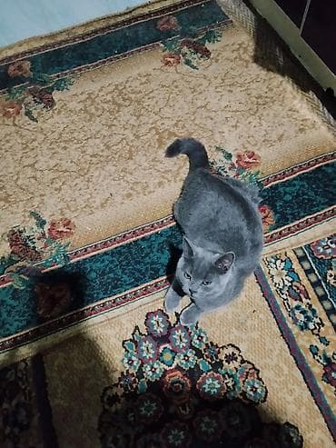 котята простые: Шотландские кошки (скоттиш-фолд и скоттиш-страйт) - Порода — 2