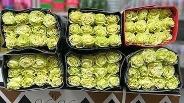 цветы опт: Здравствуйте, уважаемые цветочники! Если вам нужны цветы оптом — в — 3