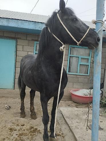 саман кант: Продаю | Жеребец | Рабочий — 8