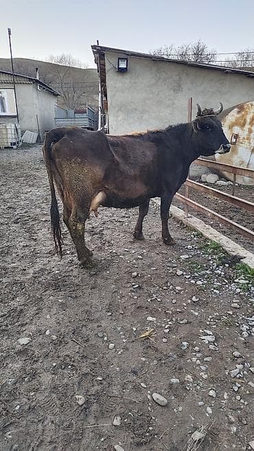 сколько стоит арабская лошадь: Продаю | Корова (самка) | Для разведения | Привязанные — 7