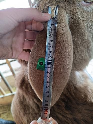 Иттер: Сатам | Кочкор (эркек) | Көбөйтүү үчүн | Жасалма жол менен боозутуу — 5