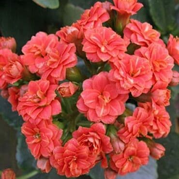 садовая тачка цена: Распродажа Гинура по 100 сом — 12