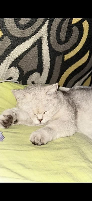 британская кошка шиншилла: Ищу человека, который будет любить и заботиться о ней даже лучше, чем — 3