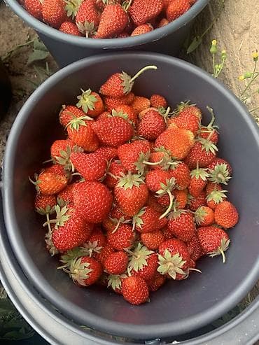 где можно купить клубнику: Рассада (клубники) сорт черный принц с открытой корневой системой. - — 6