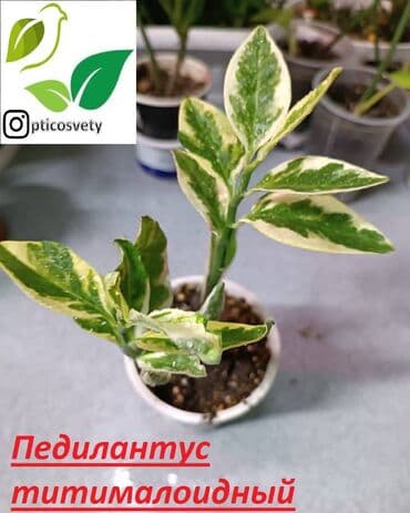 цветы оптом для бизнеса бишкек: Продаю комнатные цветы в ассортименте: Дримиопсис. Маранта Мостера — 3