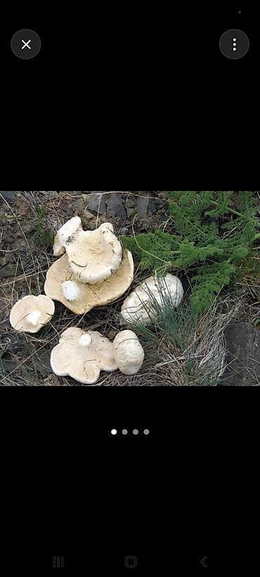 Вешенки: Белые степные грибы 🌿 Свежие и натуральные. Цена: 600 грн за 1 кг — 1