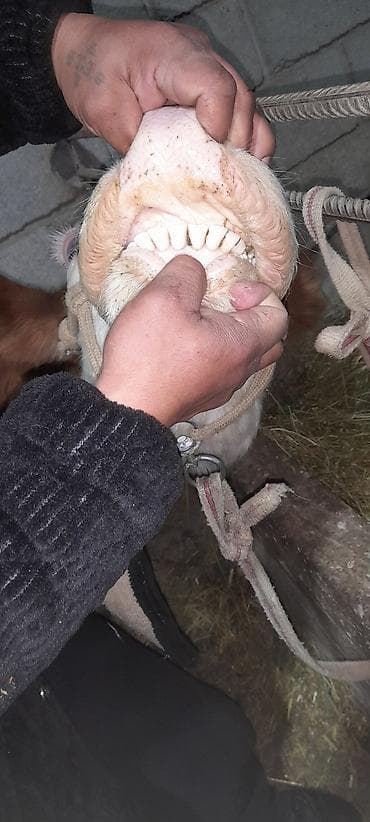 быки на мясо: Продаю | Корова (самка) | Для разведения — 3