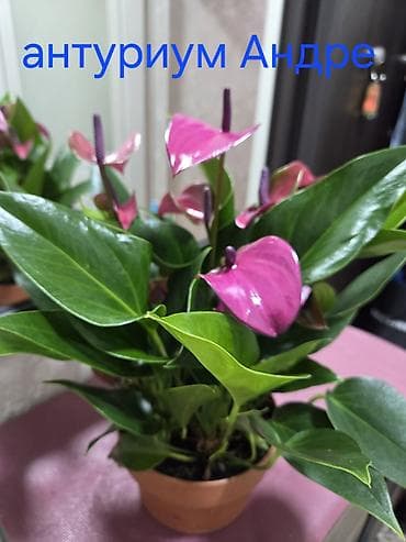 Фикусы: Антуриум Андре — комнатное цветущее растение с глянцевыми — 3