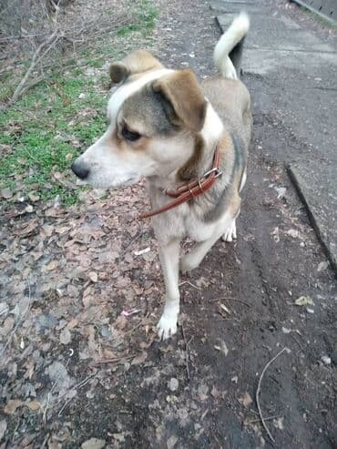 Аквариумы: Собака даром: Дворняжка, 6 месяцев, Самец — 4