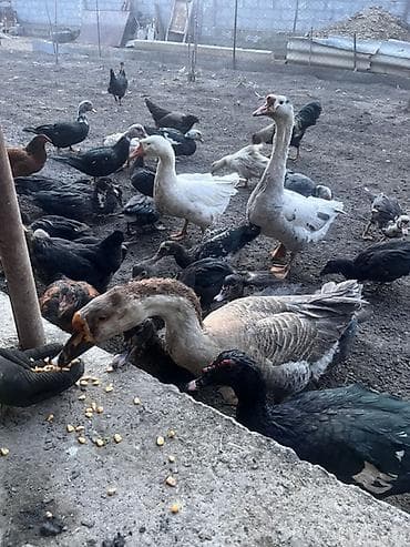 термо регулятор для инкубатор: Утки 1000 с

Гуси 2000 с

Торг есть — 1