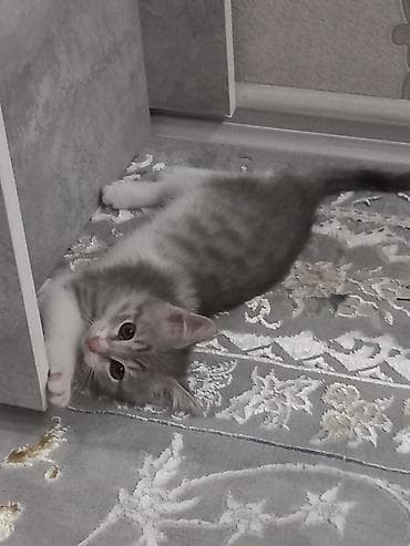 cat sofa: Кошка даром: Беспородная, 3 месяца, Девочка — 1