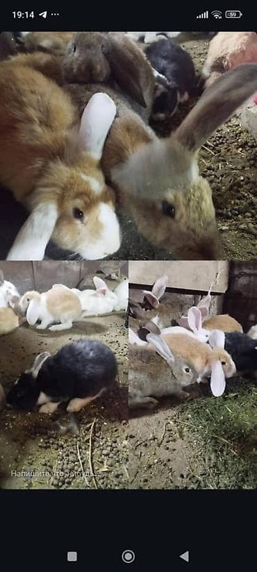 кролики крол кролиха кролик: Продаю | Крольчата | Для разведения | Племенные — 5