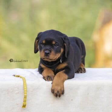 кабели синхронизации value: Щенки ротвейлера. Полный пакет документов. Прививки по возрасту. Есть — 2